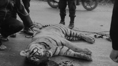 Photo of पर्सा राष्ट्रिय निकुञ्जमा कारको ठक्करबाट पाटे बाघको मृत्यु