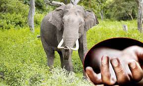 Photo of मकवानपुरमा जङ्गली हात्तीको आक्रमणबाट एक जनाको मृत्यु
